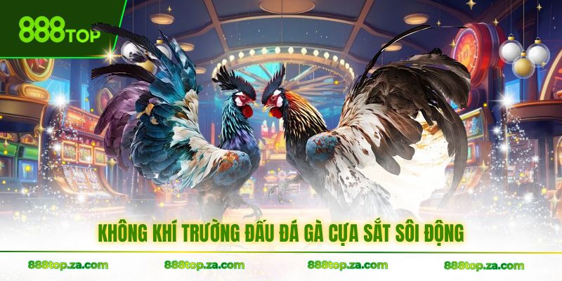 Không khí trường đấu đá gà cựa sắt sôi động